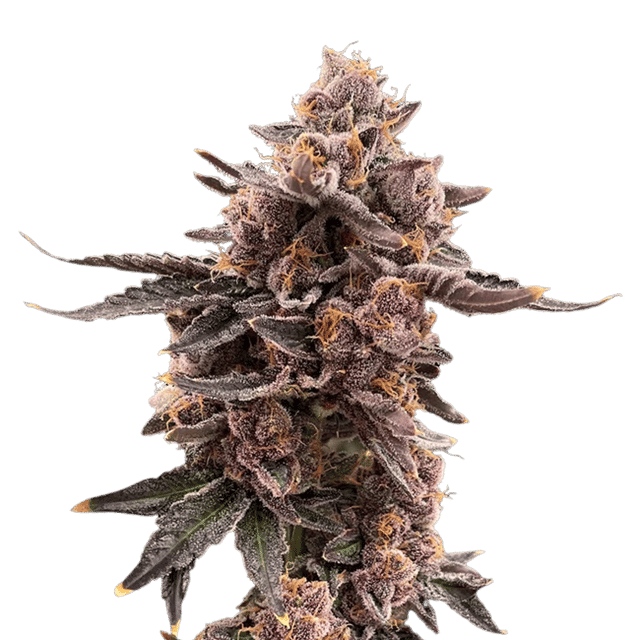 Gelato Sunset