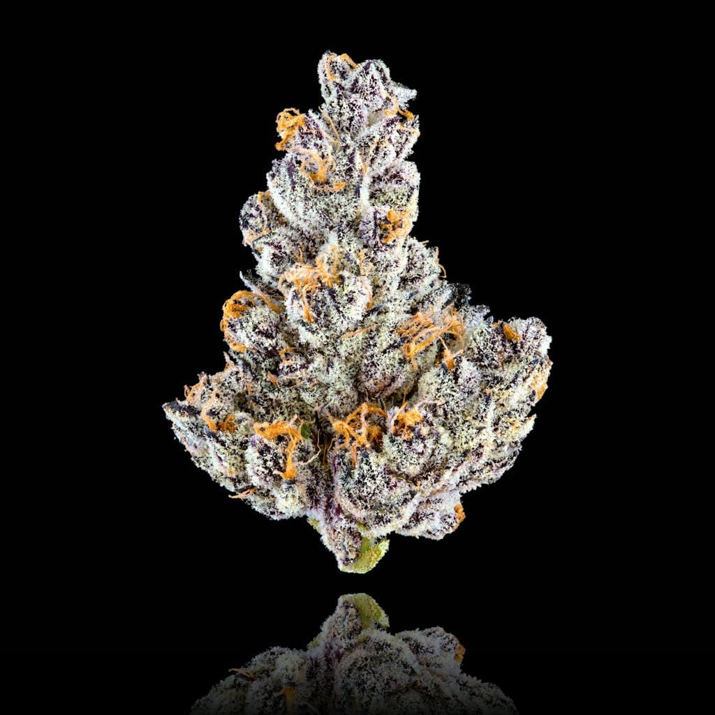 French Lotus - 3.5g - Maven Genetics - 3.5g - Hybrid - $46 - Flower/Infused Flower (3.5 Grams)