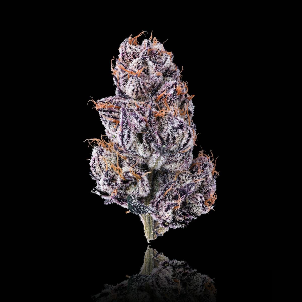 New Money Goldies Infused Pre-Rolls 5-Pack [3g] - Maven Genetics -  - $25.21 - Pre-Rolls