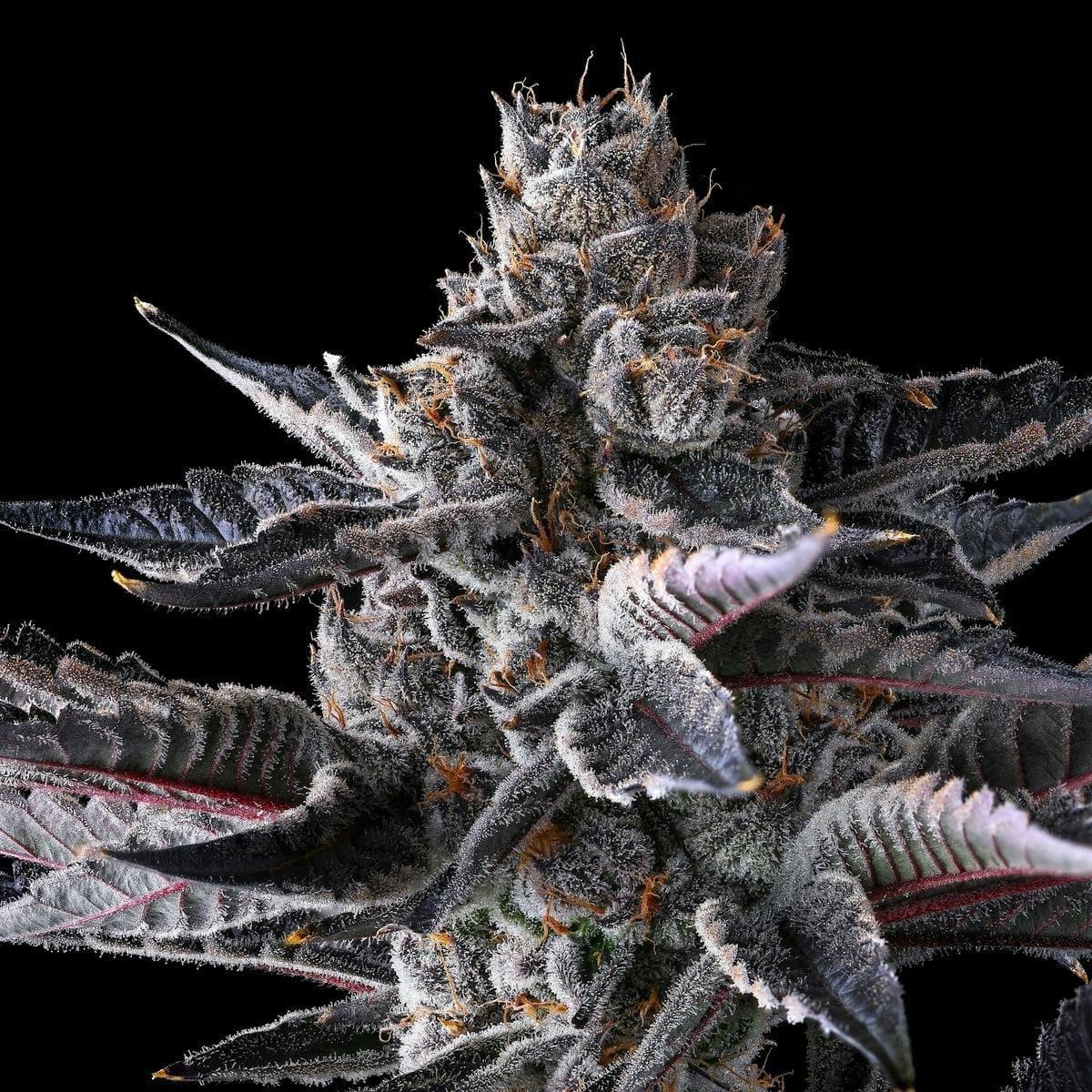 New Money Goldies Infused Pre-Rolls 5-Pack [3g] - Maven Genetics -  - $25.21 - Pre-Rolls