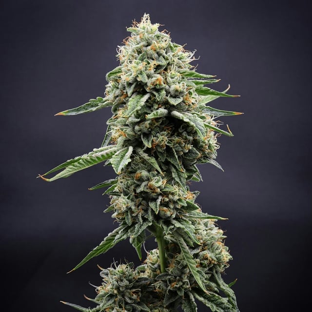 Kosher Kush 3.5g