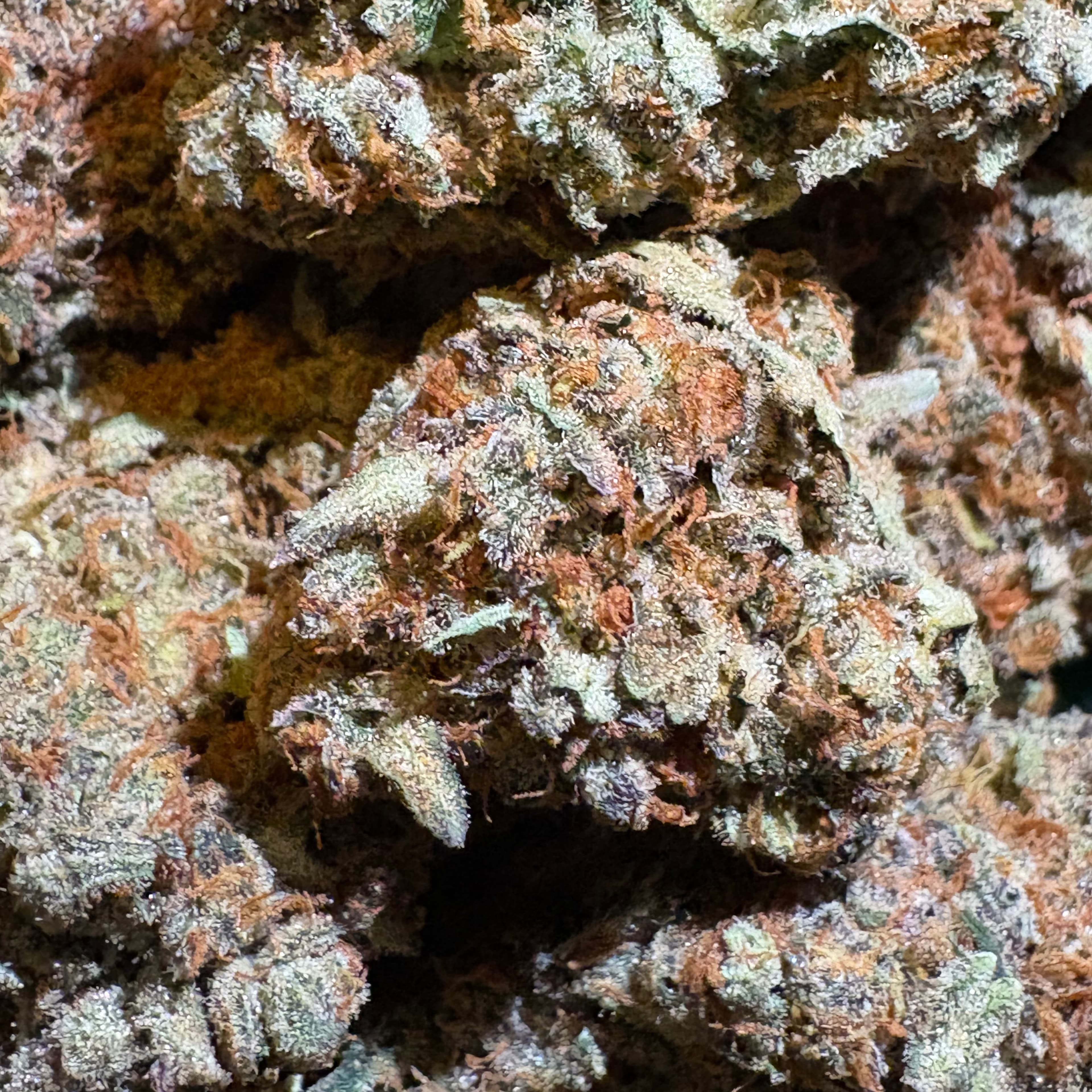 $20 Sweet Tea 8th 33% THC (Top Shelf Indoor) - Cookies - - $20 - Flowers