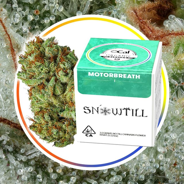 SNOWTILL - Motor Breath OG (I) - Top Shelf Indoor