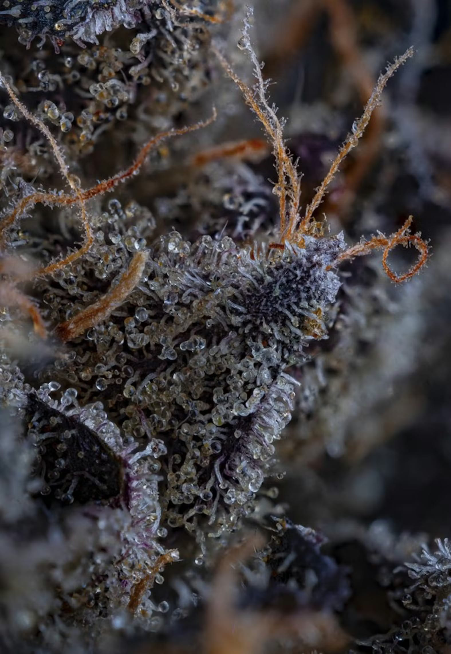 Island Boi #10 - Flower 7g