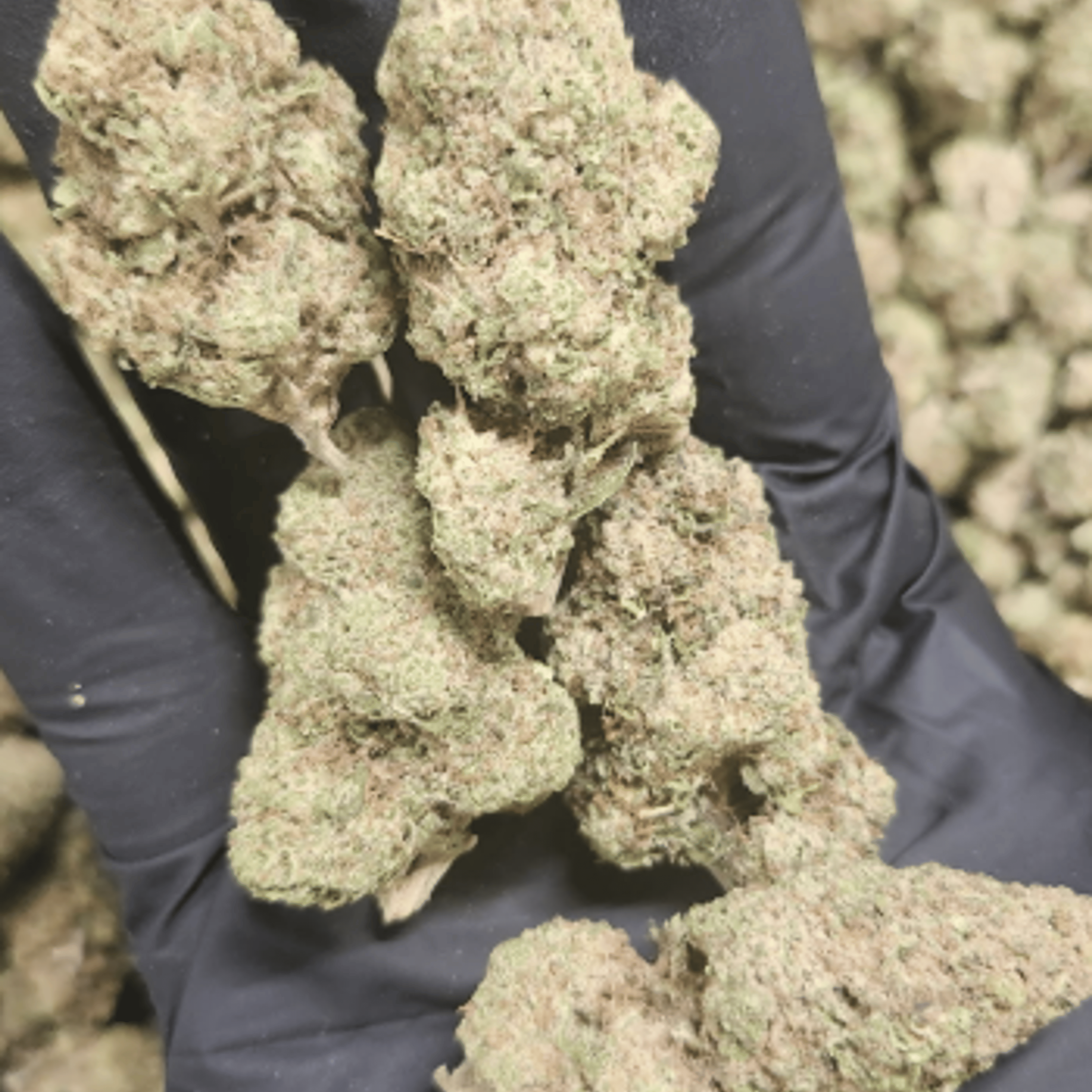 ALPACA CLUB - Hella Jelly (S) - 14g Sungrown A-Bud - Alpaca Bowl 4 U - Bag - $69 - Flower