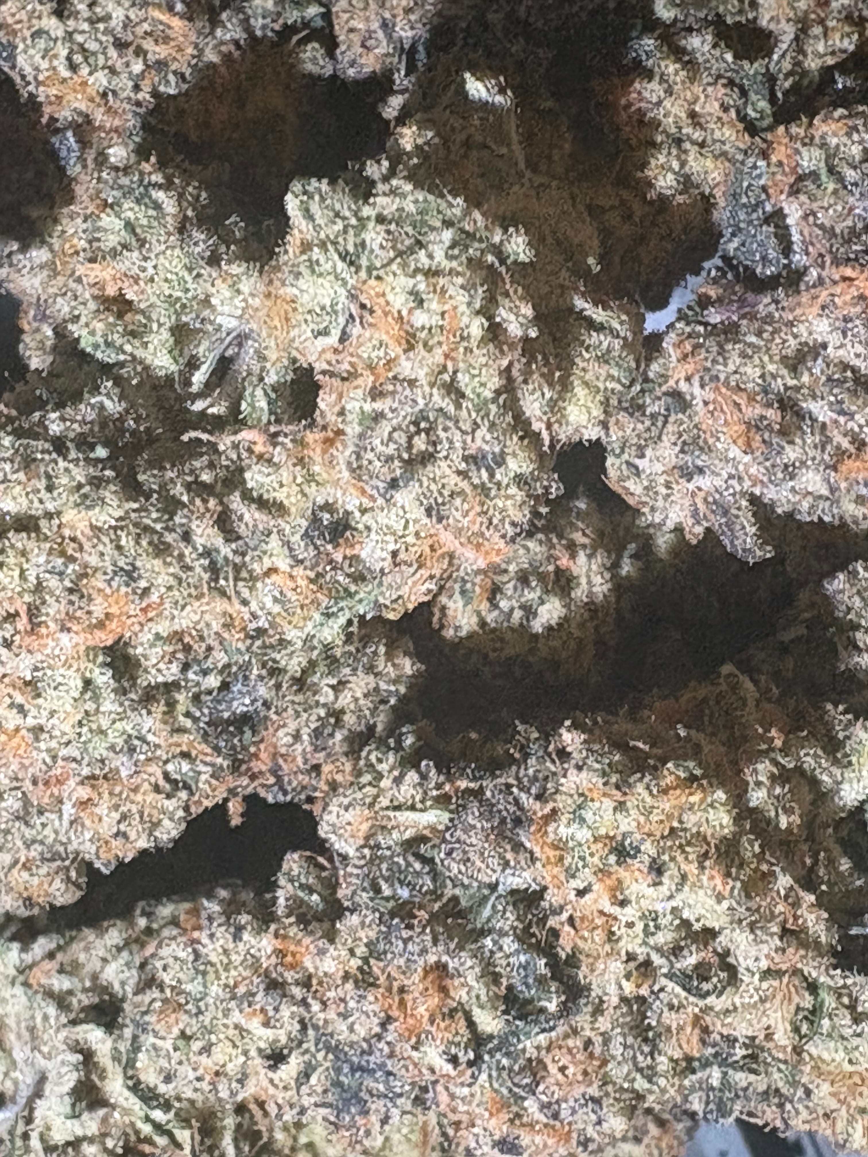 $20 WCC - Forbidden Runtz - 3.5G (AAA Indoor) - West Coast Cure -  - $20 - Flowers