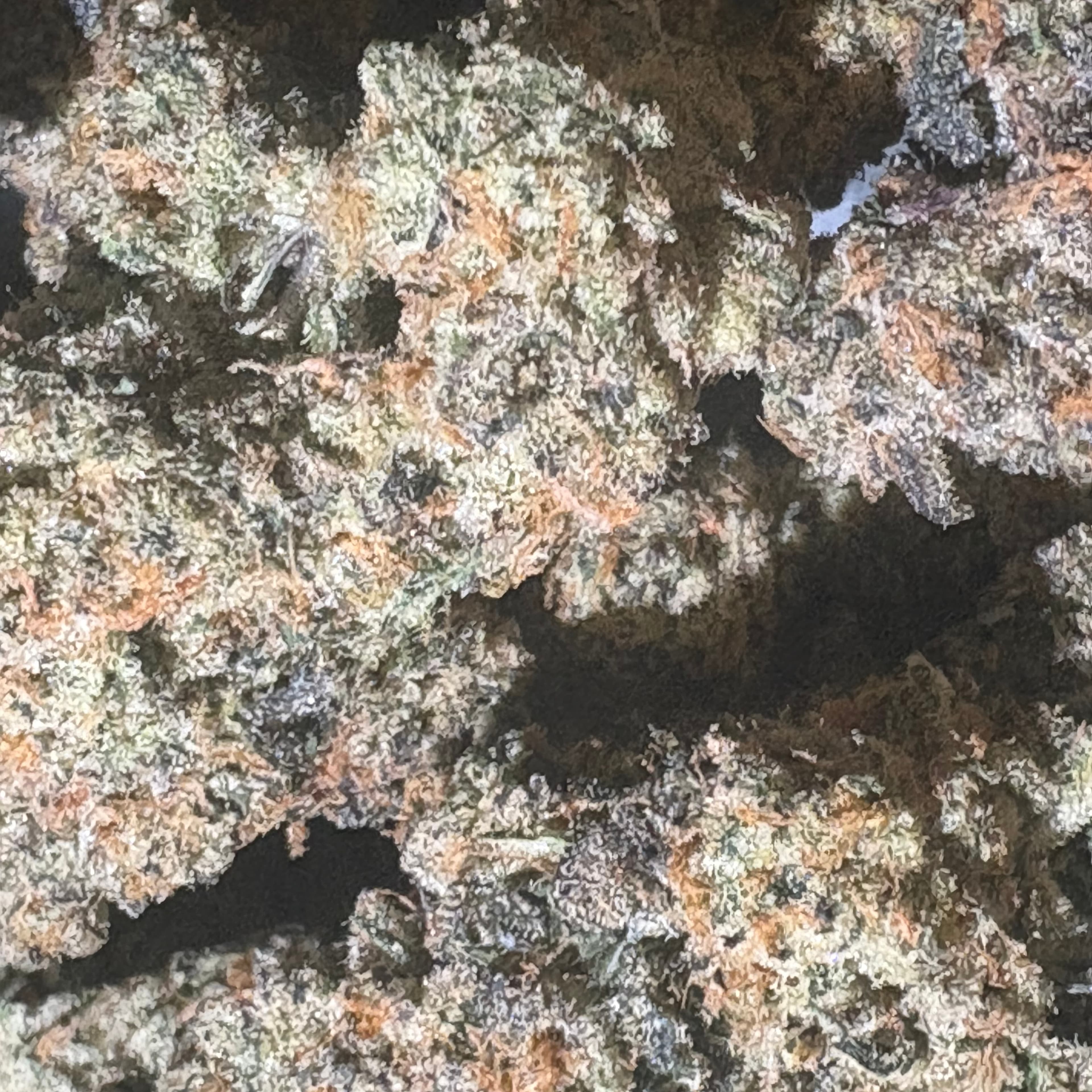 $20 WCC - Forbidden Runtz - 3.5G (AAA Indoor) - West Coast Cure - - $20 - Flowers