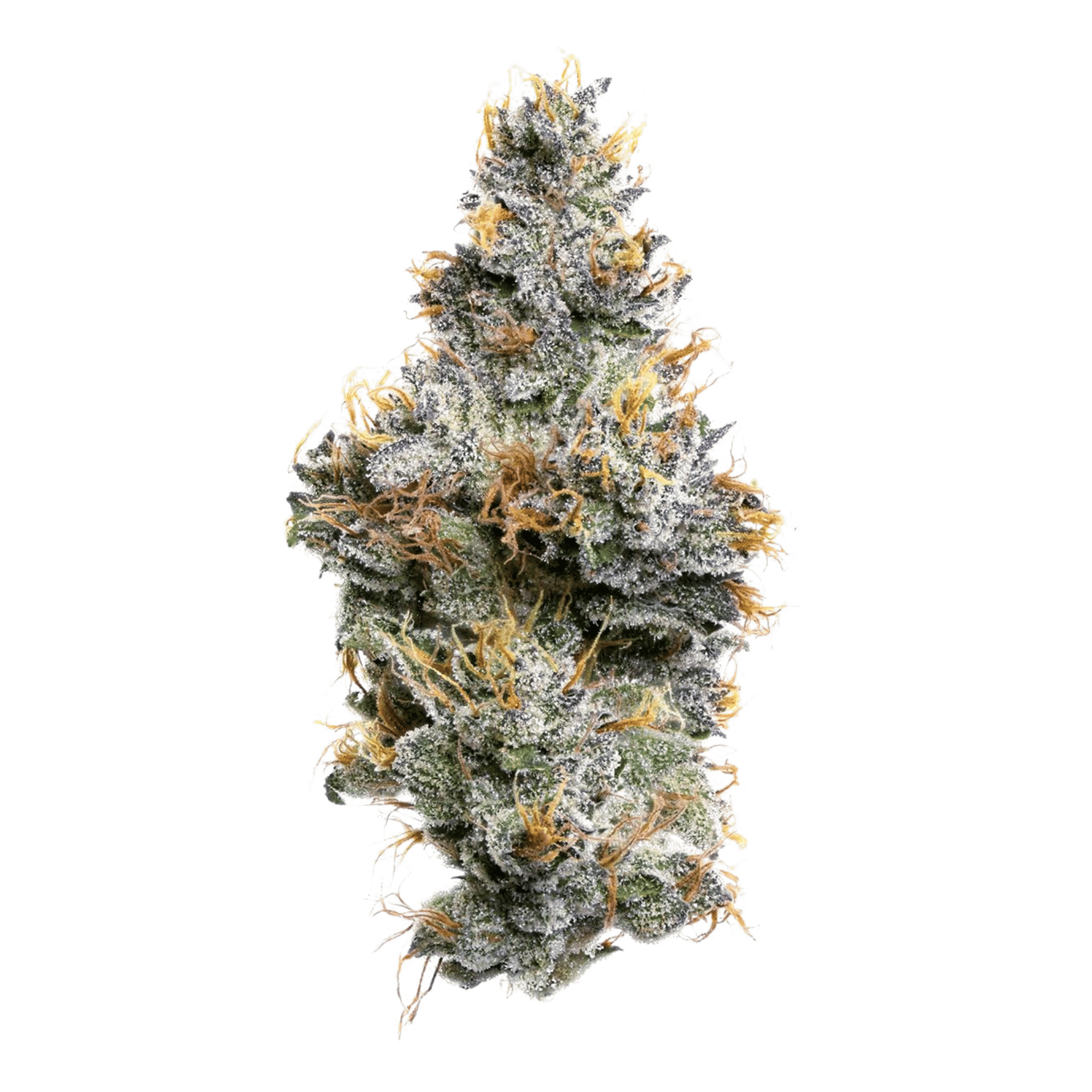Sherbanger F2 - Jar - Indoor Flower - Fig Farms - Eighth - $49.99 - Flower
