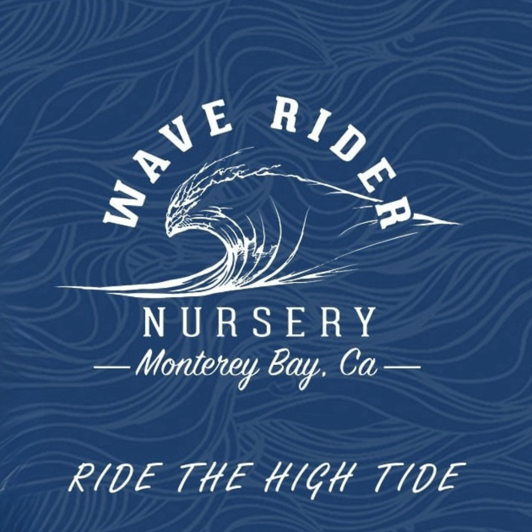 JET FUEL GELATO 28G - WAVE RIDER -  - $49.75 - Flowers