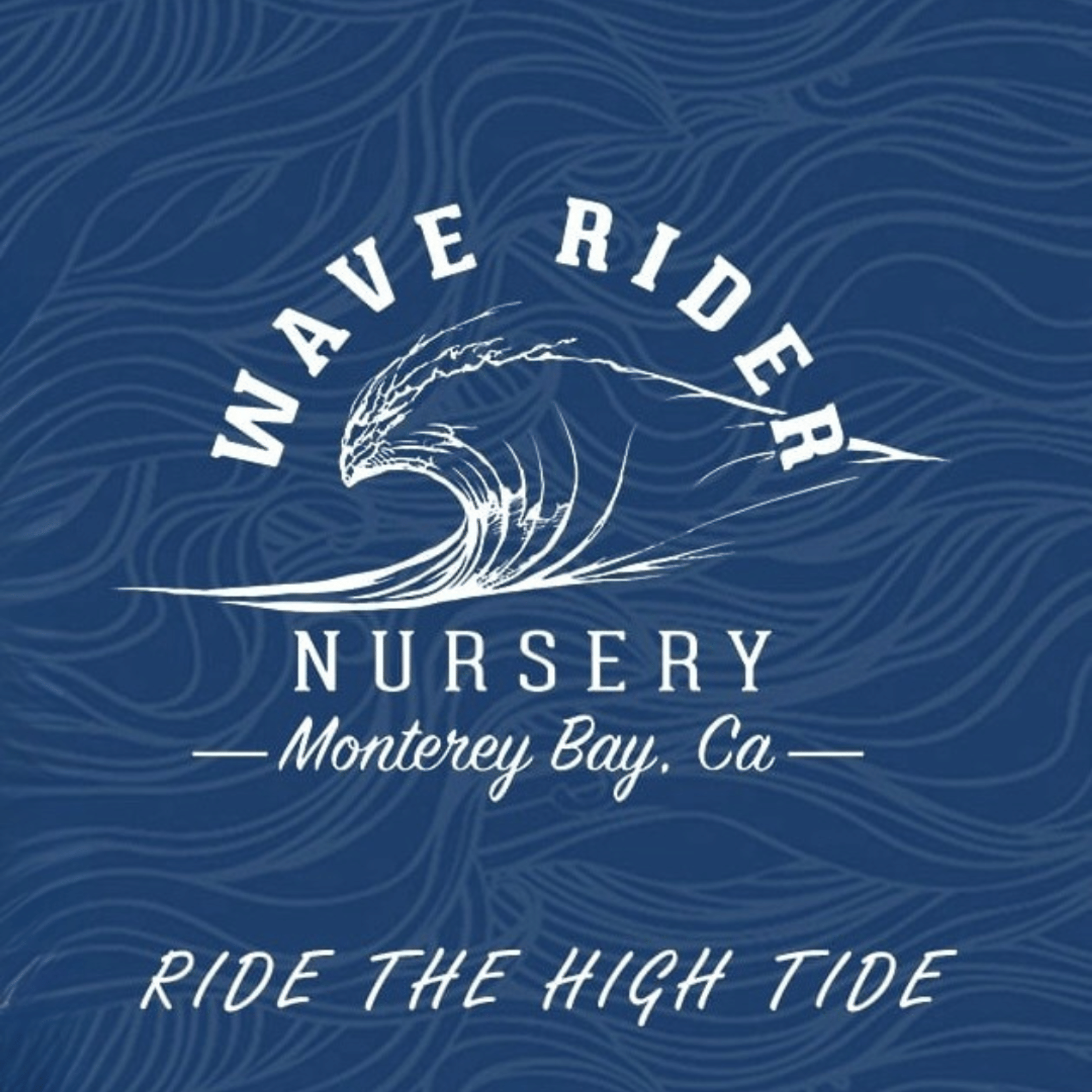 JET FUEL GELATO 28G - WAVE RIDER - - $49.75 - Flowers