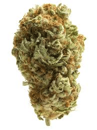 ALPACA CLUB - Tropical Gelato (H)  - Mixed Light - Alpaca Bowl 4 U - 14g Bag - $69 - Flower