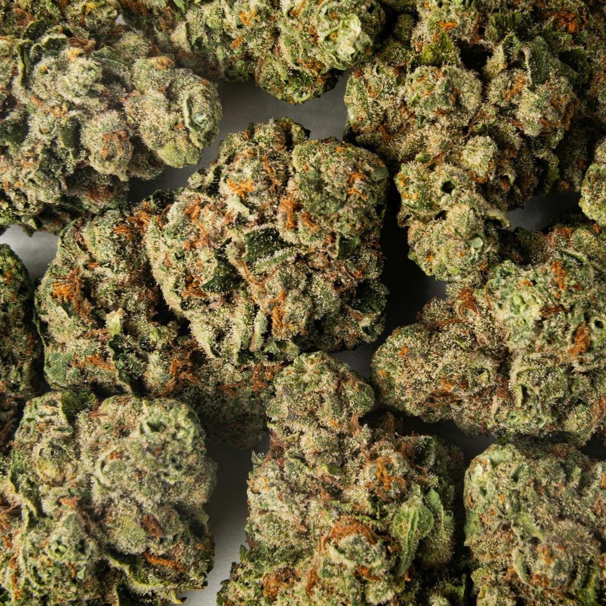 Pacific Stone: Cheetah Piss Sativa (7g) - Pacific Stone -  - $43 - Flower