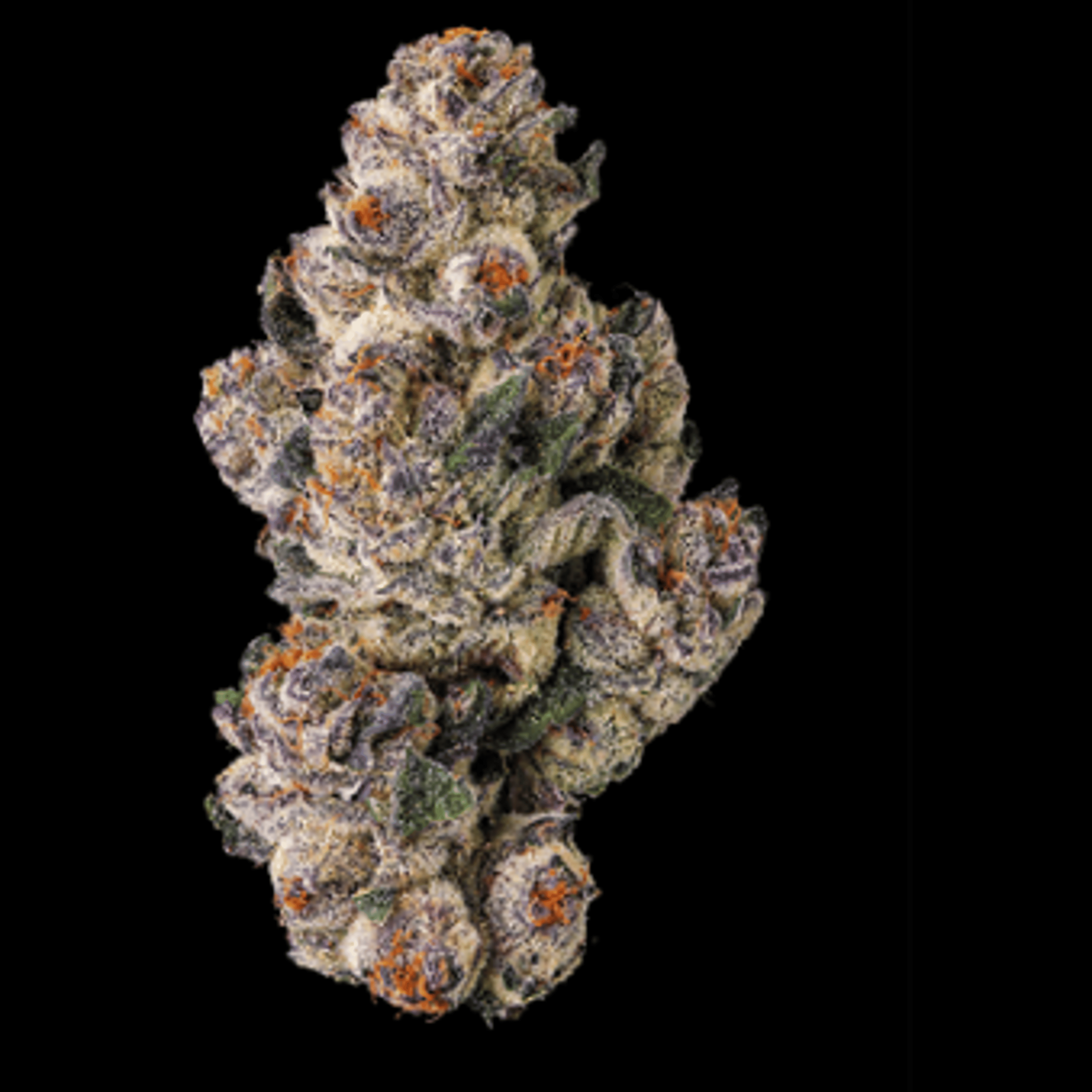 Black Lotus - Maven Genetics - Eighth - $36 - Flower