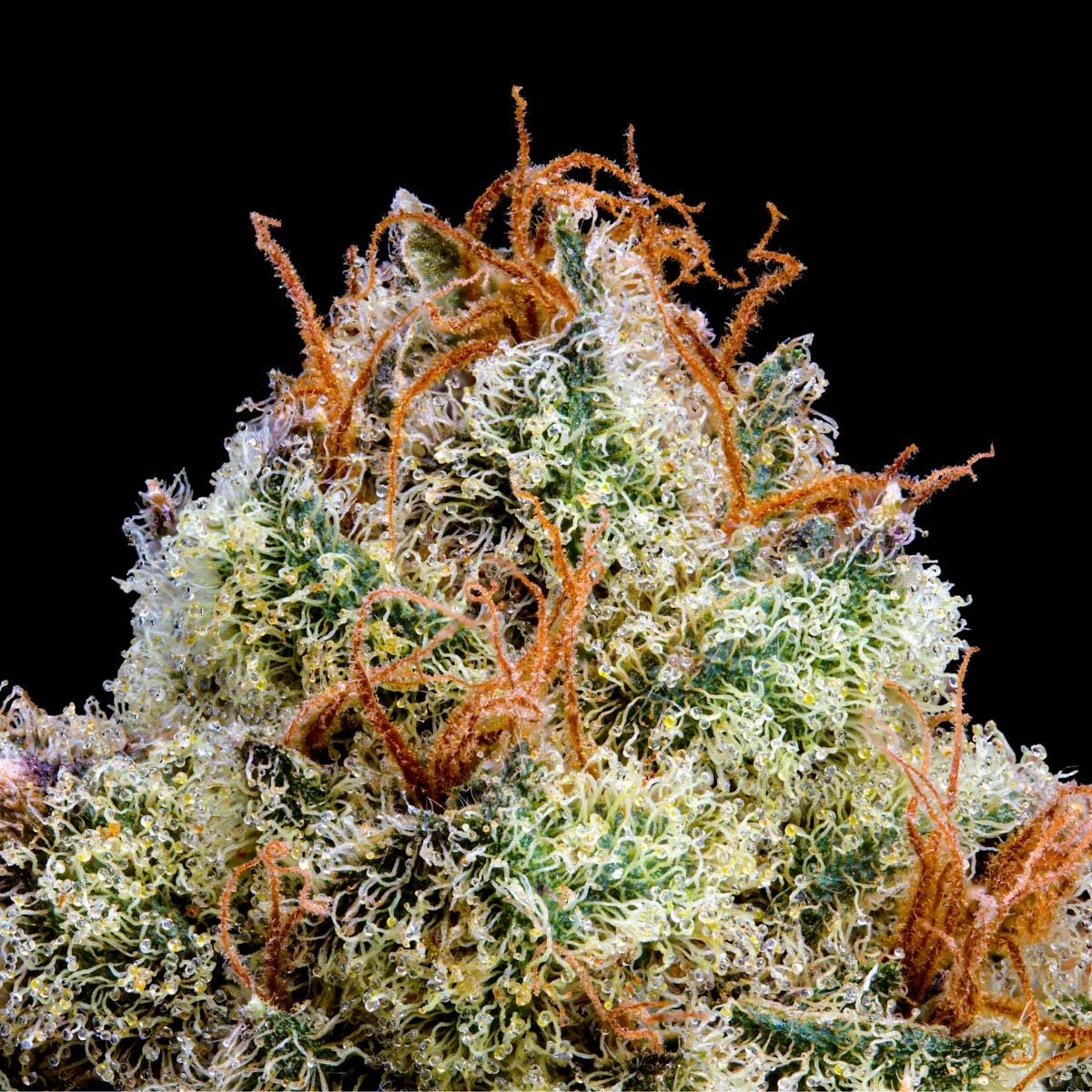 ZuZu Berry Pre-Roll 5-Pack [2.5g] - Maven Genetics -  - $21.61 - Pre-Rolls