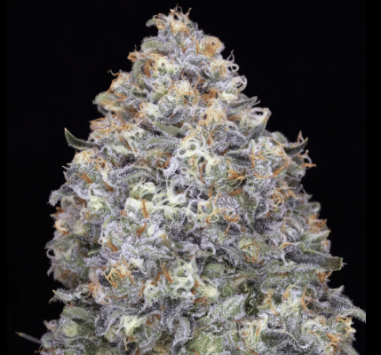 Mango Thai π₯ποΈ - (Chocolate Thai x Mango Haze)