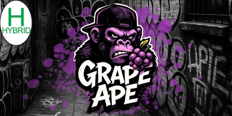 $5.40 Grape Ape .5g Joint - Mecca -  - $3.76 - Pre-Rolls