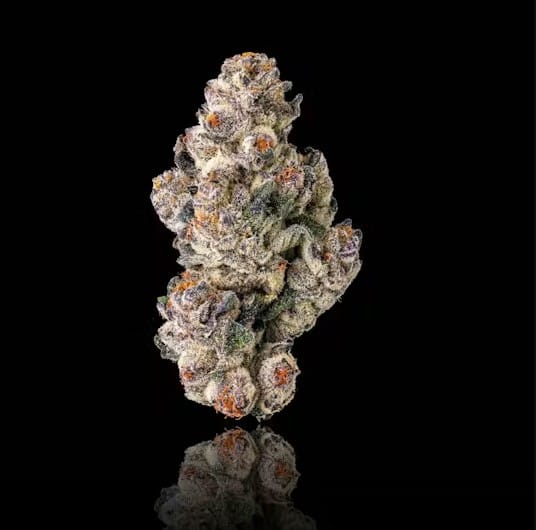 Maven - Black Lotus - 3.5g - Maven - 3.5g - $44.99 - Indoor Flowers