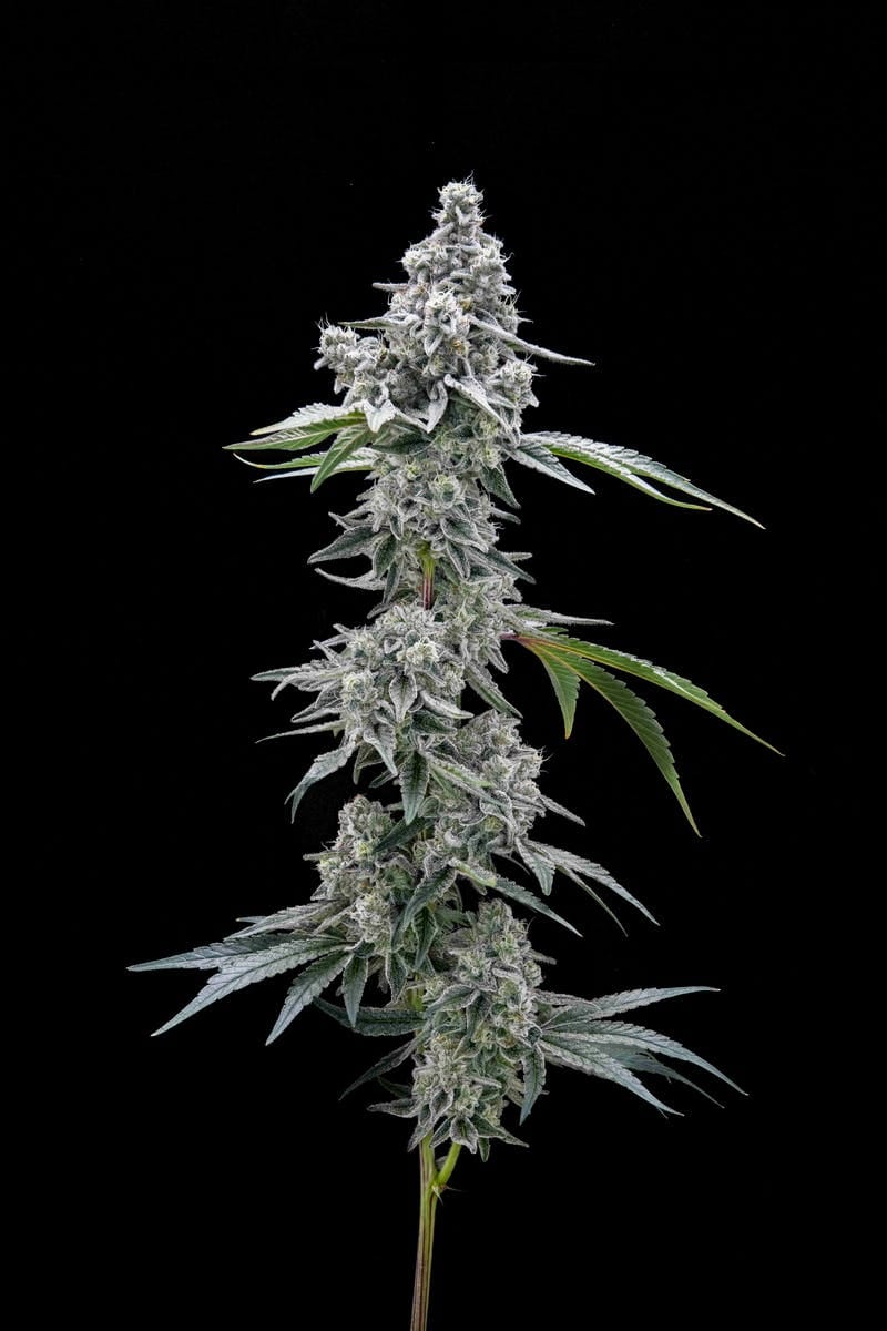 MINTERSTELLAR COOKIES // PREMIUM INDOOR BIGS - 3.5g - AETHER FIELDS -  - $43.22 - Flowers