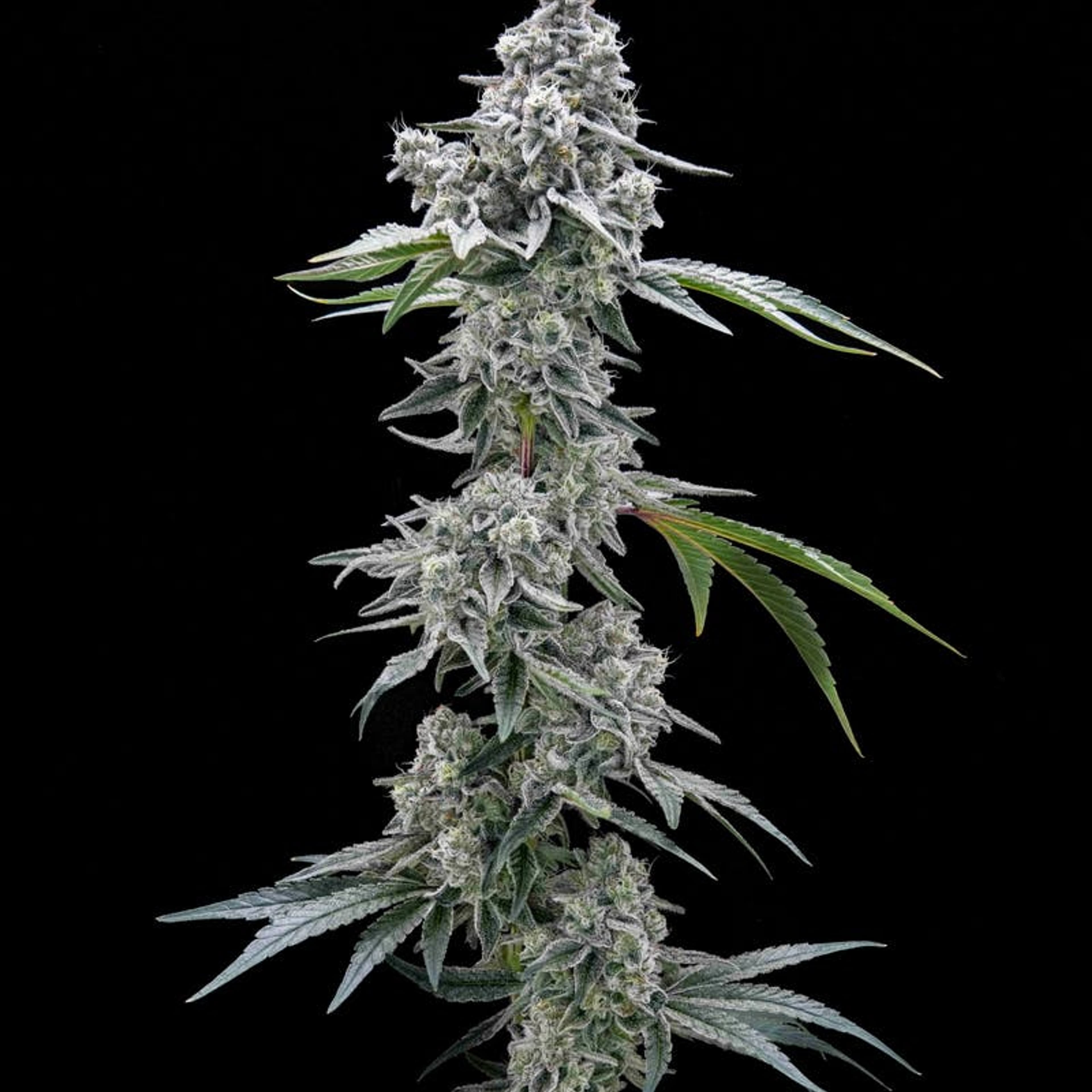 MINTERSTELLAR COOKIES // PREMIUM INDOOR BIGS - 3.5g - AETHER FIELDS - - $43.22 - Flowers