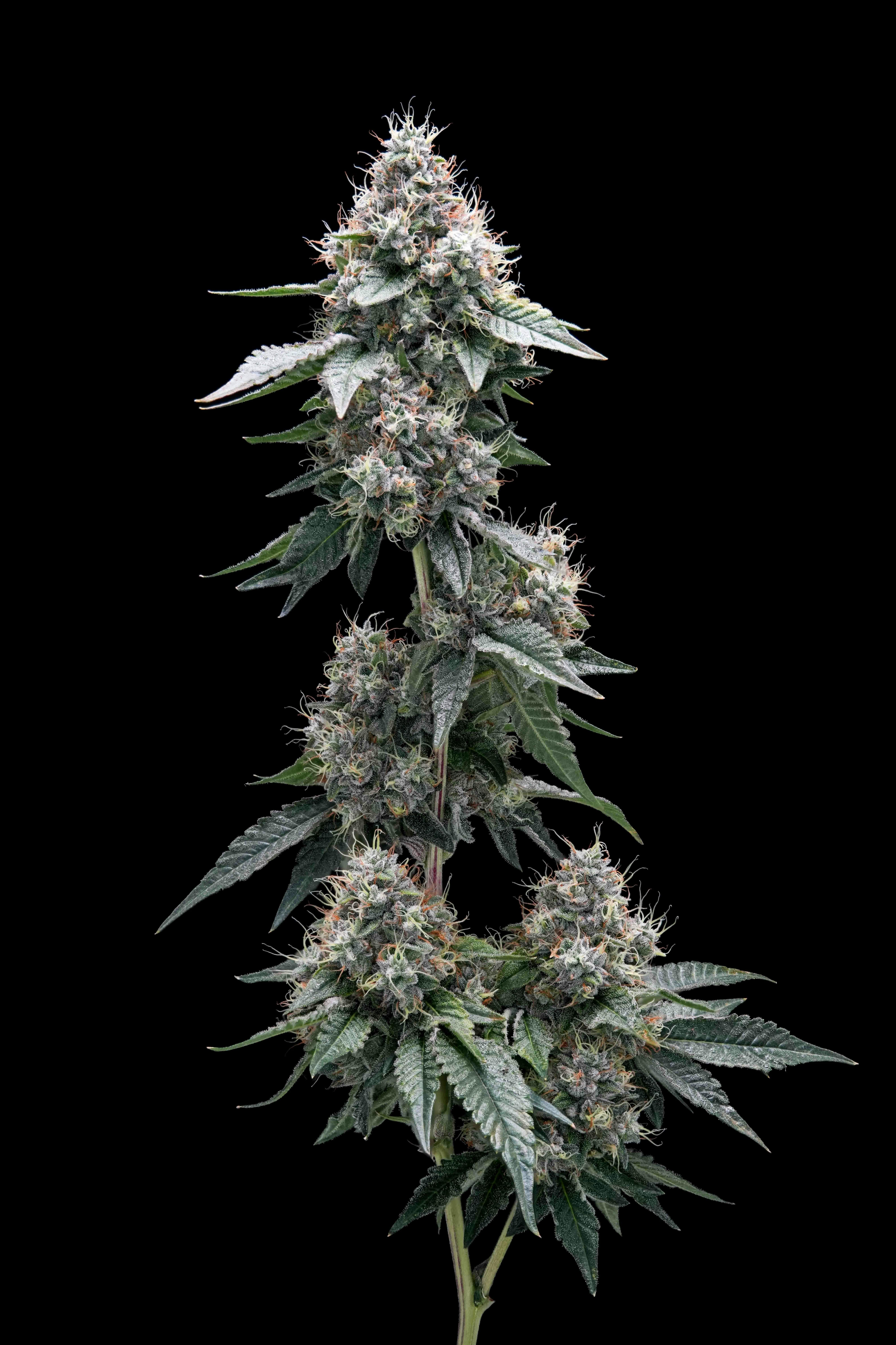 AREA 54 // PREMIUM INDOOR BIGS - 3.5g - AETHER FIELDS -  - $43.22 - Flowers