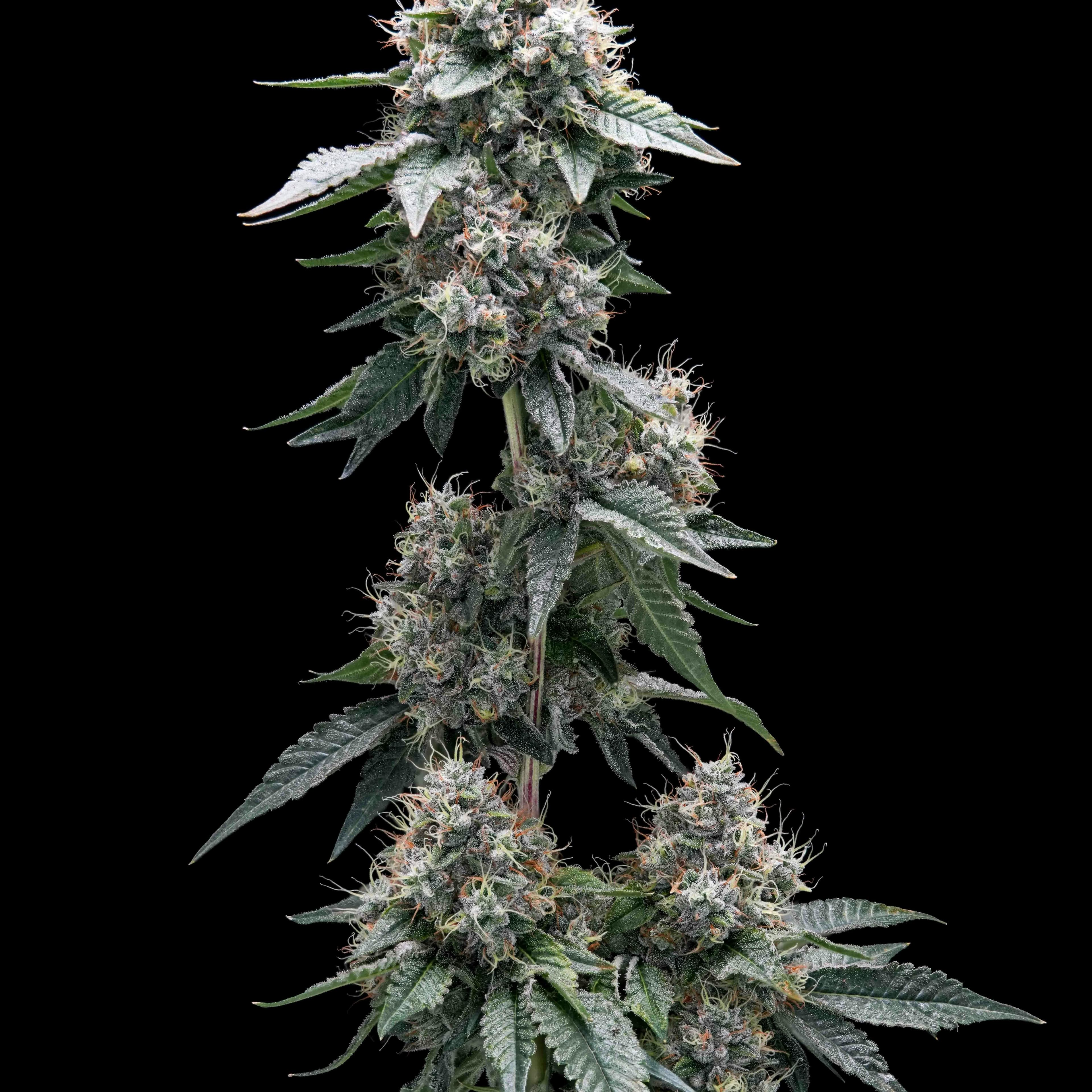 AREA 54 // PREMIUM INDOOR BIGS - 3.5g - AETHER FIELDS - - $43.22 - Flowers