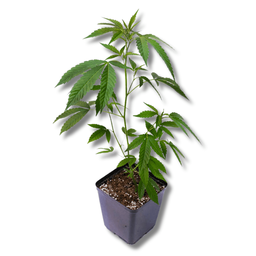 Ice Cream Cake Clone *BOGO* - Alta Vida -  - $20 - Clone