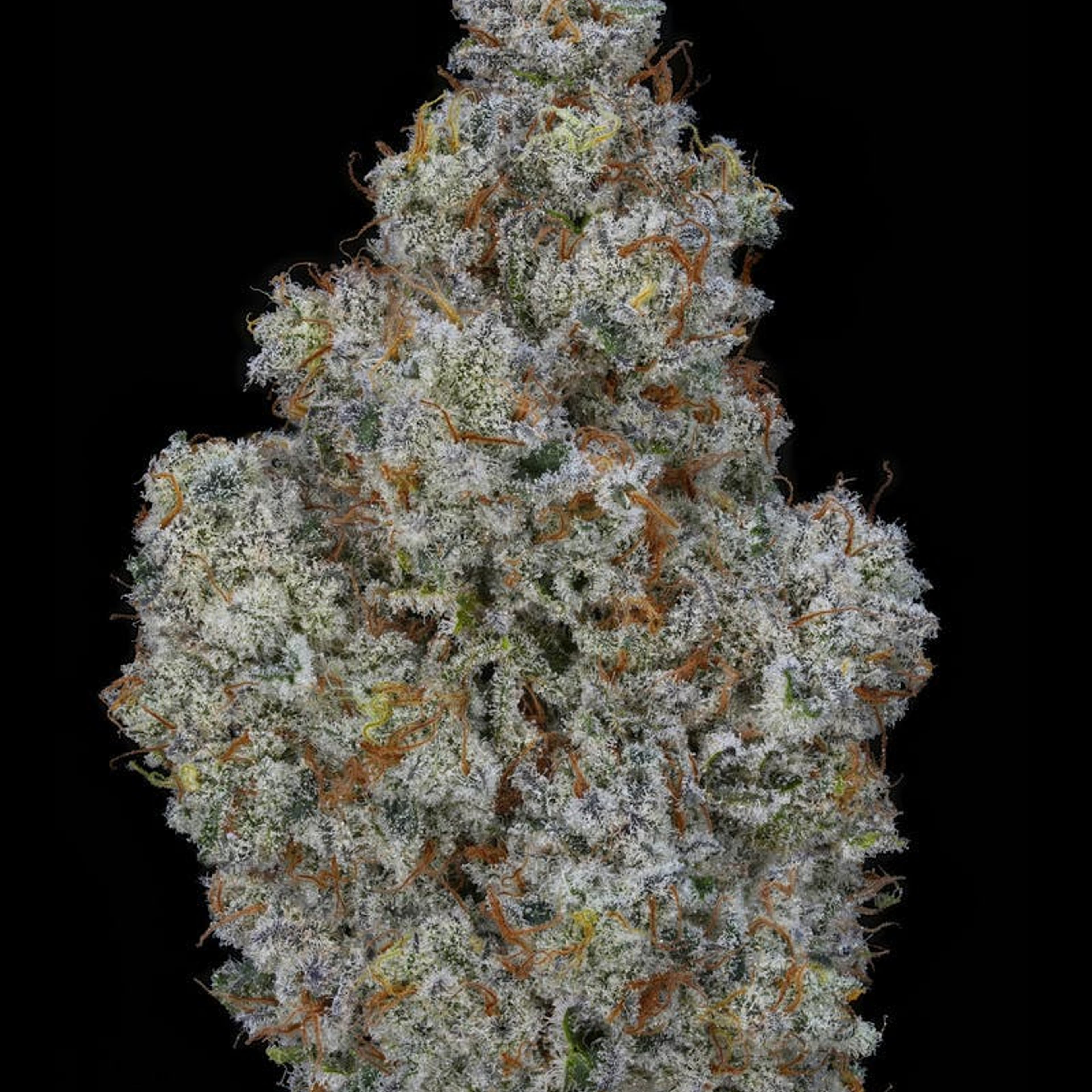 MINTERSTELLAR COOKIES // PREMIUM INDOOR BIGS - 3.5g - AETHER FIELDS - - $43.22 - Flowers