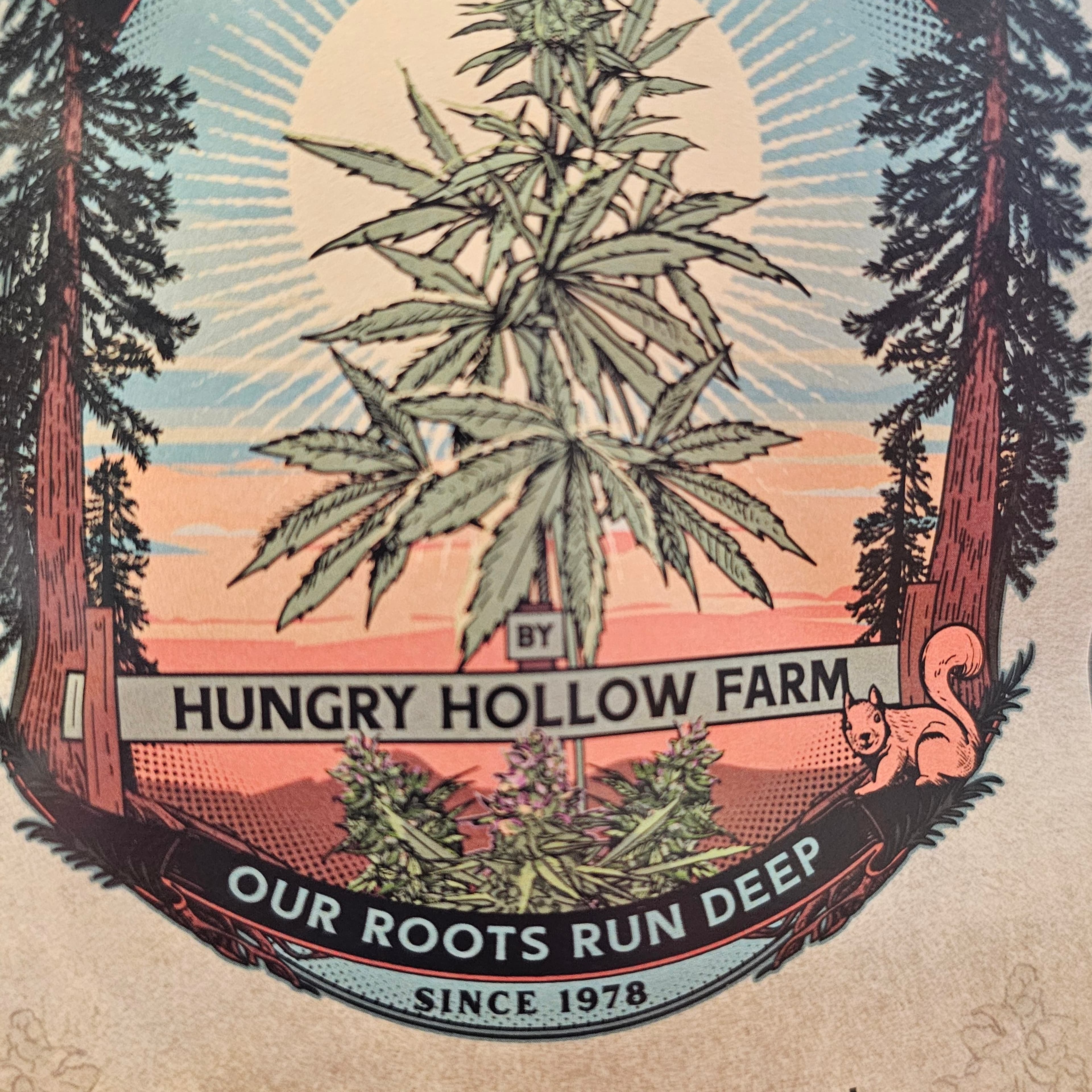 Lava Gelato - Hungry Hollow Farm - eighth - $22 - Flowers