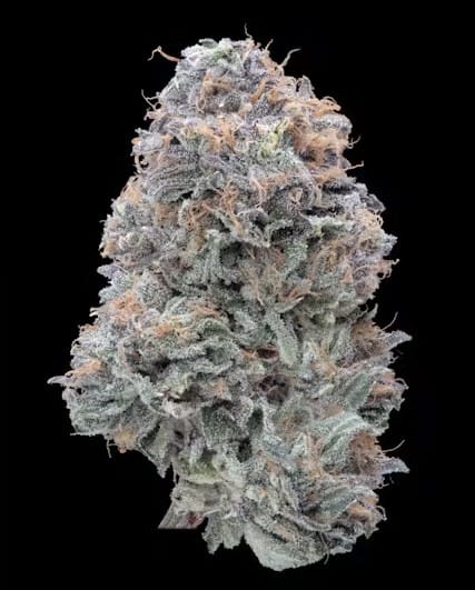 Elusive - Imperial Grapefruitz - 3.5g - Elusive -  - $44.99 - Indoor Flowers