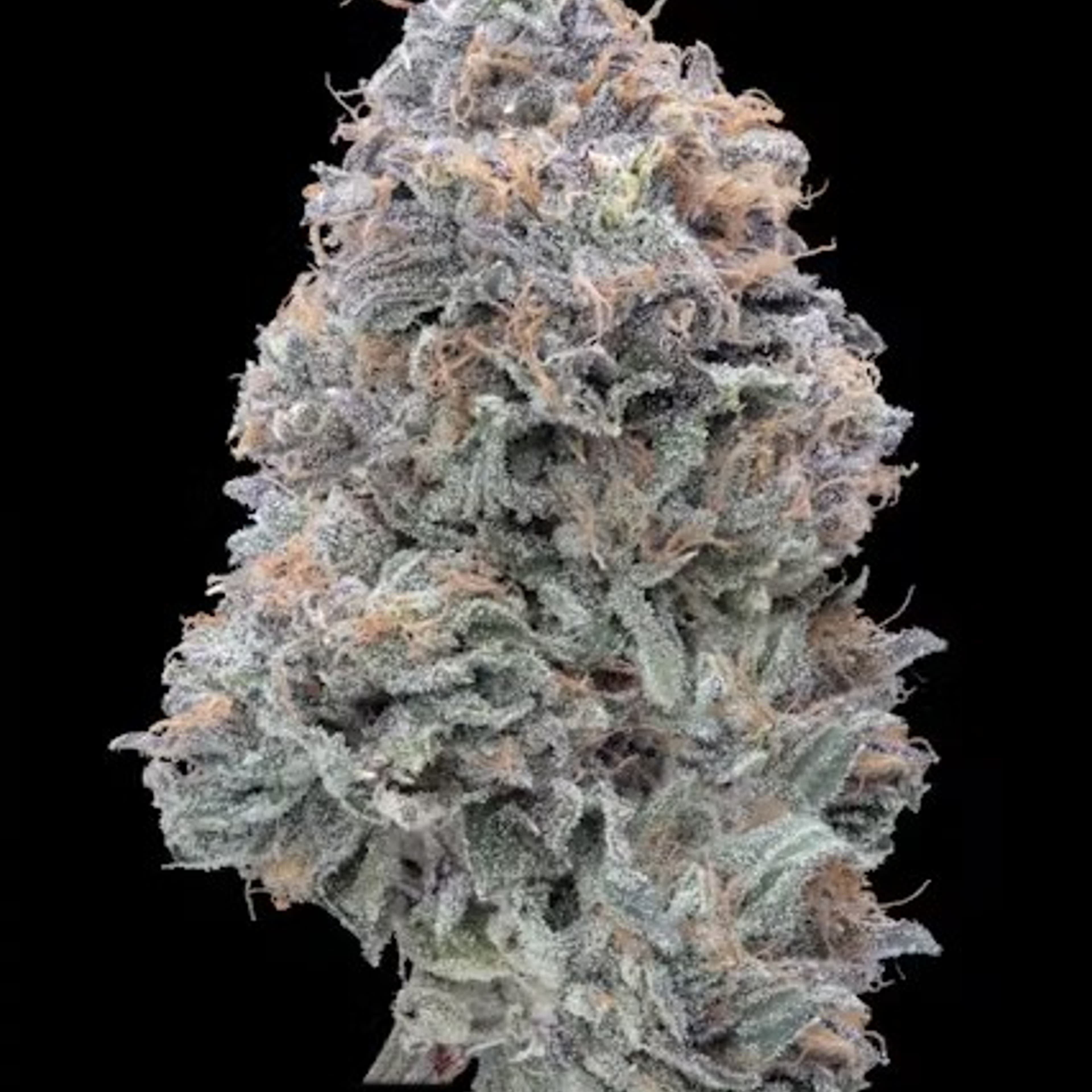 Elusive - Imperial Grapefruitz - 3.5g - Elusive - - $44.99 - Indoor Flowers
