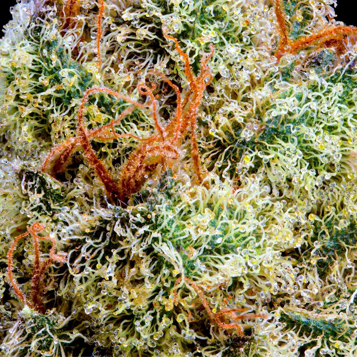 ZuZu Berry Pre-Roll 5-Pack [2.5g] - Maven Genetics -  - $21.61 - Pre-Rolls