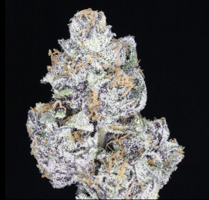 Bubble Gum JAH 🫧