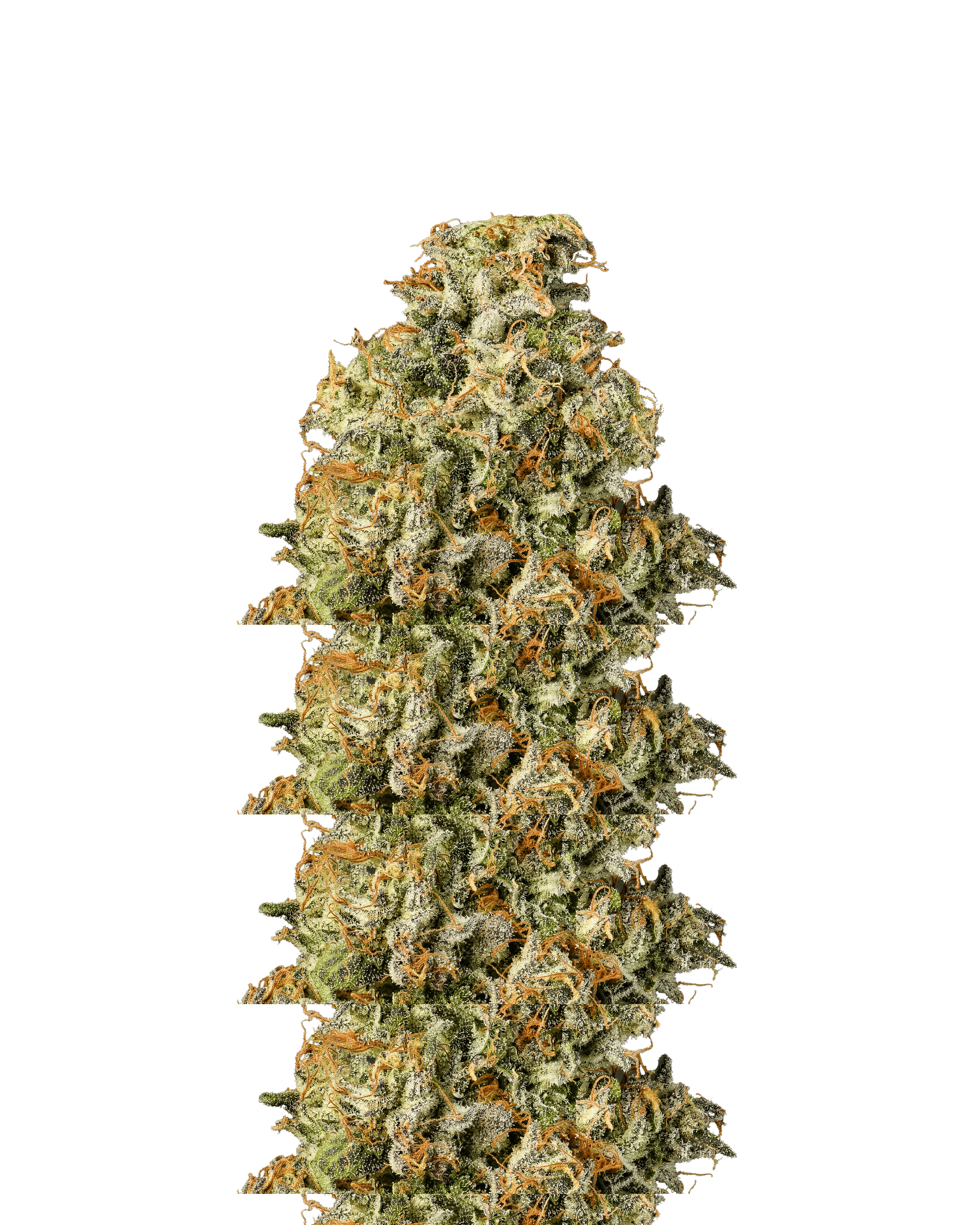 Gascotti - Connected Cannabis Co. - Eighth - $30 - Flowers