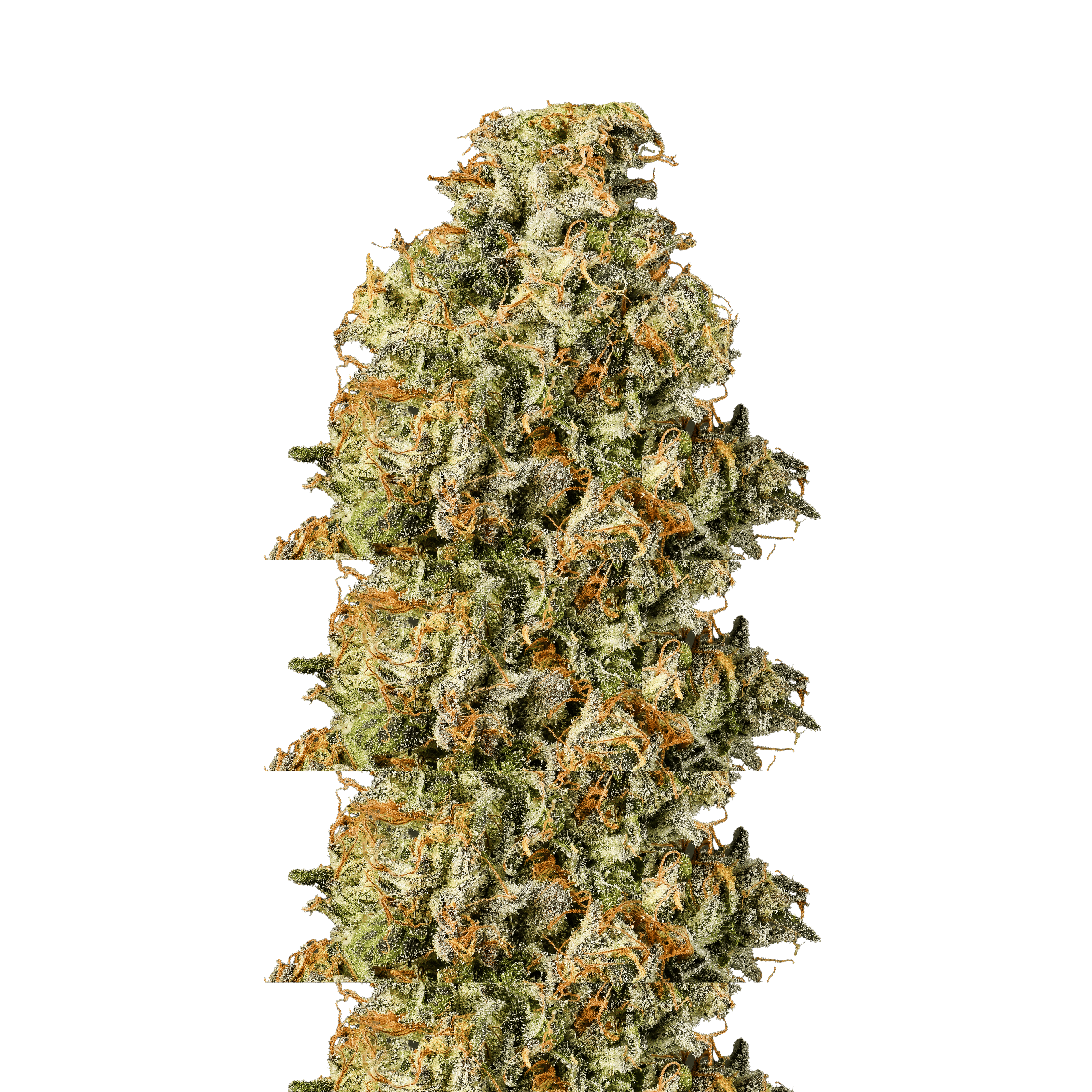 Gascotti - Connected Cannabis Co. - Eighth - $30 - Flowers