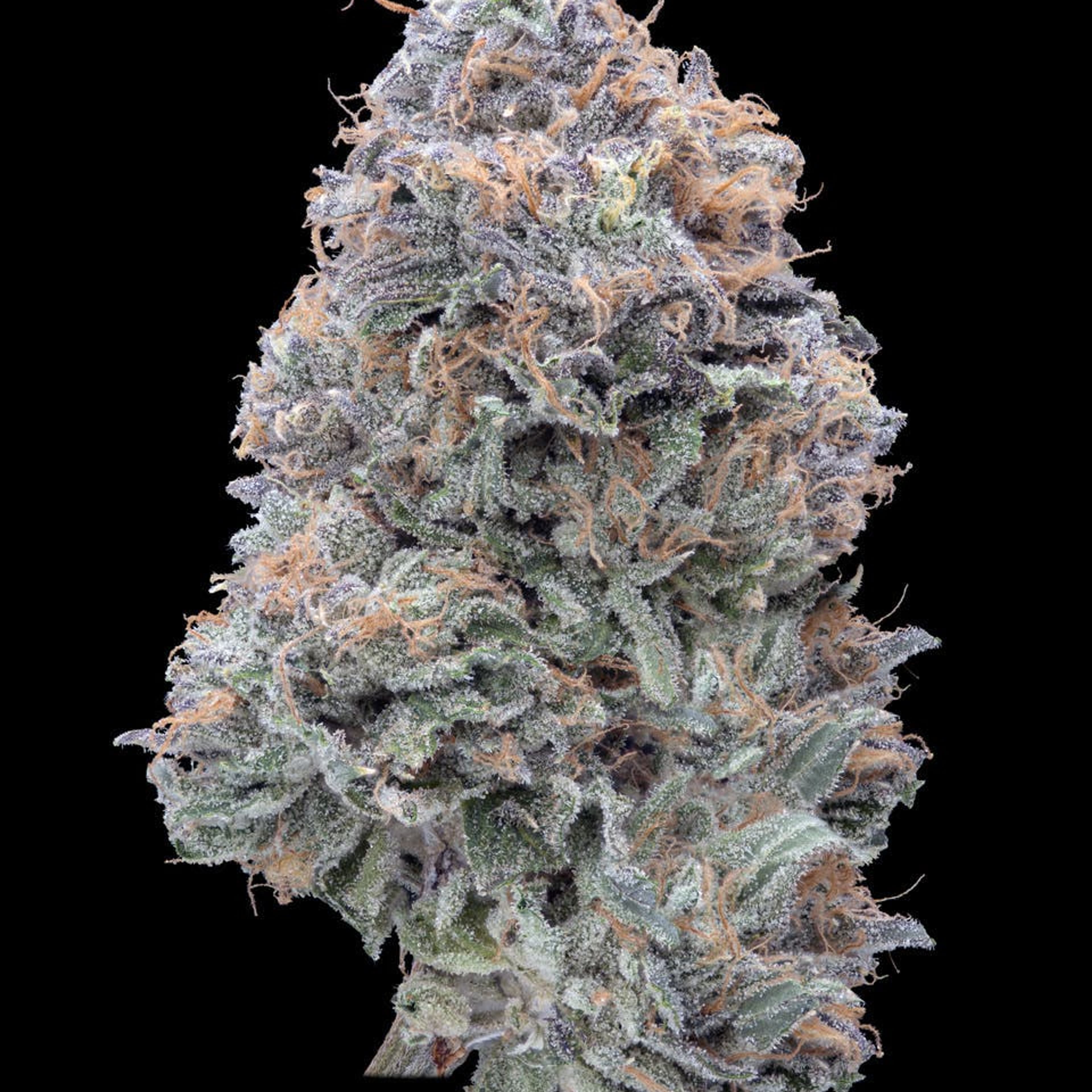 Imperial Grapefruitz 30.02% - 3.5G *SPECIAL PRICING* - Elusive - Imperial Grapefruit (H) - $48 - Exotic Eighths - Buy 8 Mix & Match get 13.5% Off PLUS $.01 Punch T1 Rosin