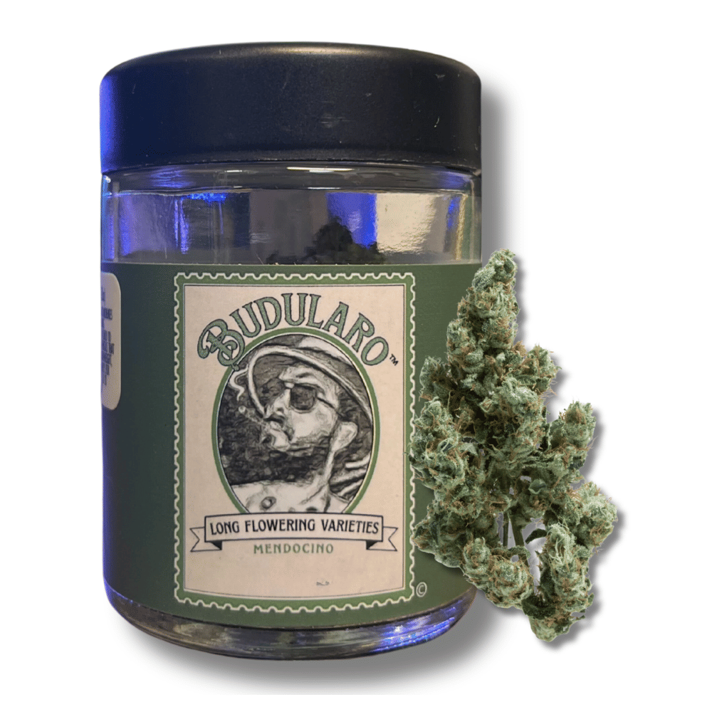 Band Aid Haze x Durban Poison 3.5g - Budularo -  - $40 - Flower