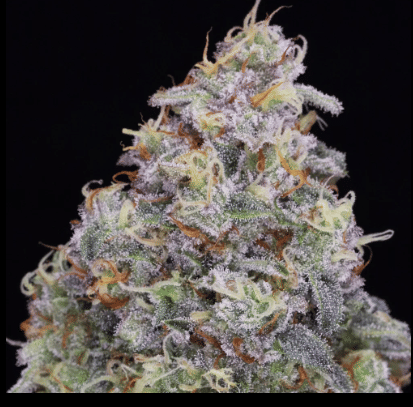 Durban Poison 🔥☠️🔥
