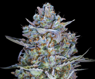 Blue Dream ⚡️💙⚡️- (Blue Dream x JAH Dream)