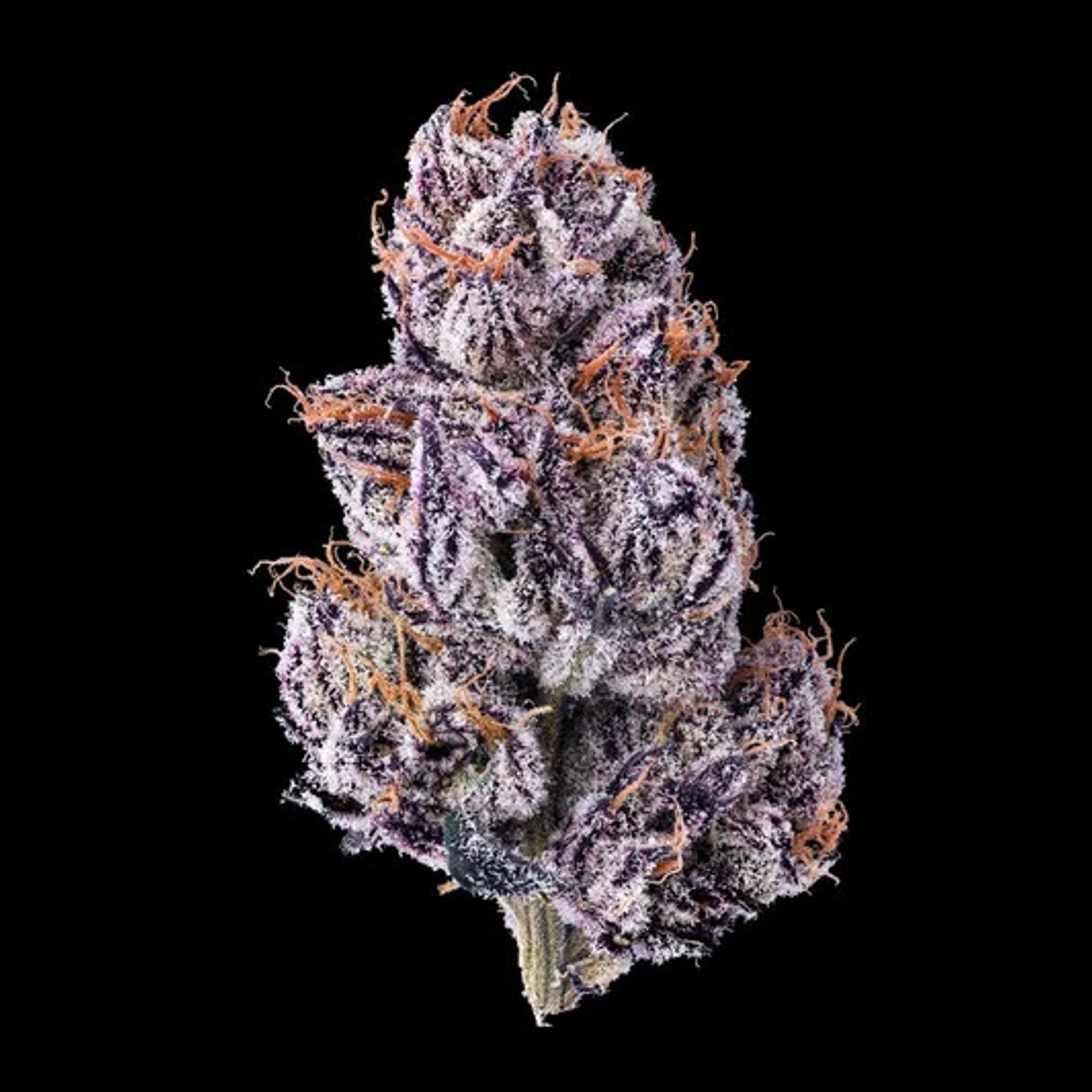 New Money Smalls - Maven Genetics - Half Ounce (Smalls) - $130 - Flowers