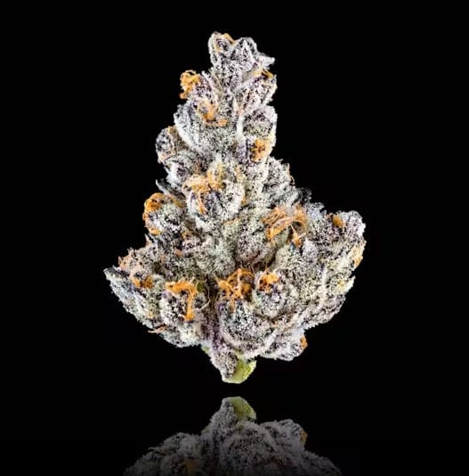 Maven - French Lotus - 3.5g - Maven - 3.5g - $44.99 - Indoor Flowers