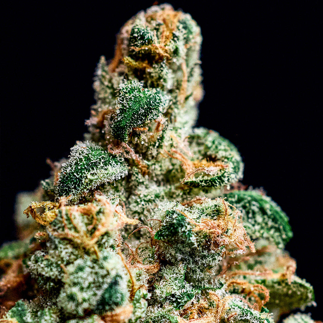 Miss grass Flower | 4.2g | FT | Purple Ice - Miss grass -  - $18.50 - Flowers