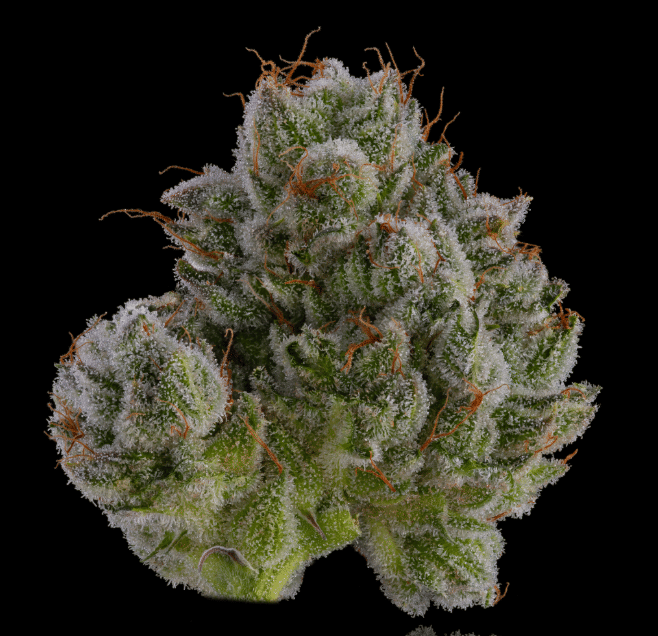 No Till Kings — Lemon Banana Sherbert