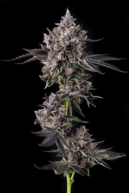 Cosmic Banana | 3.5g