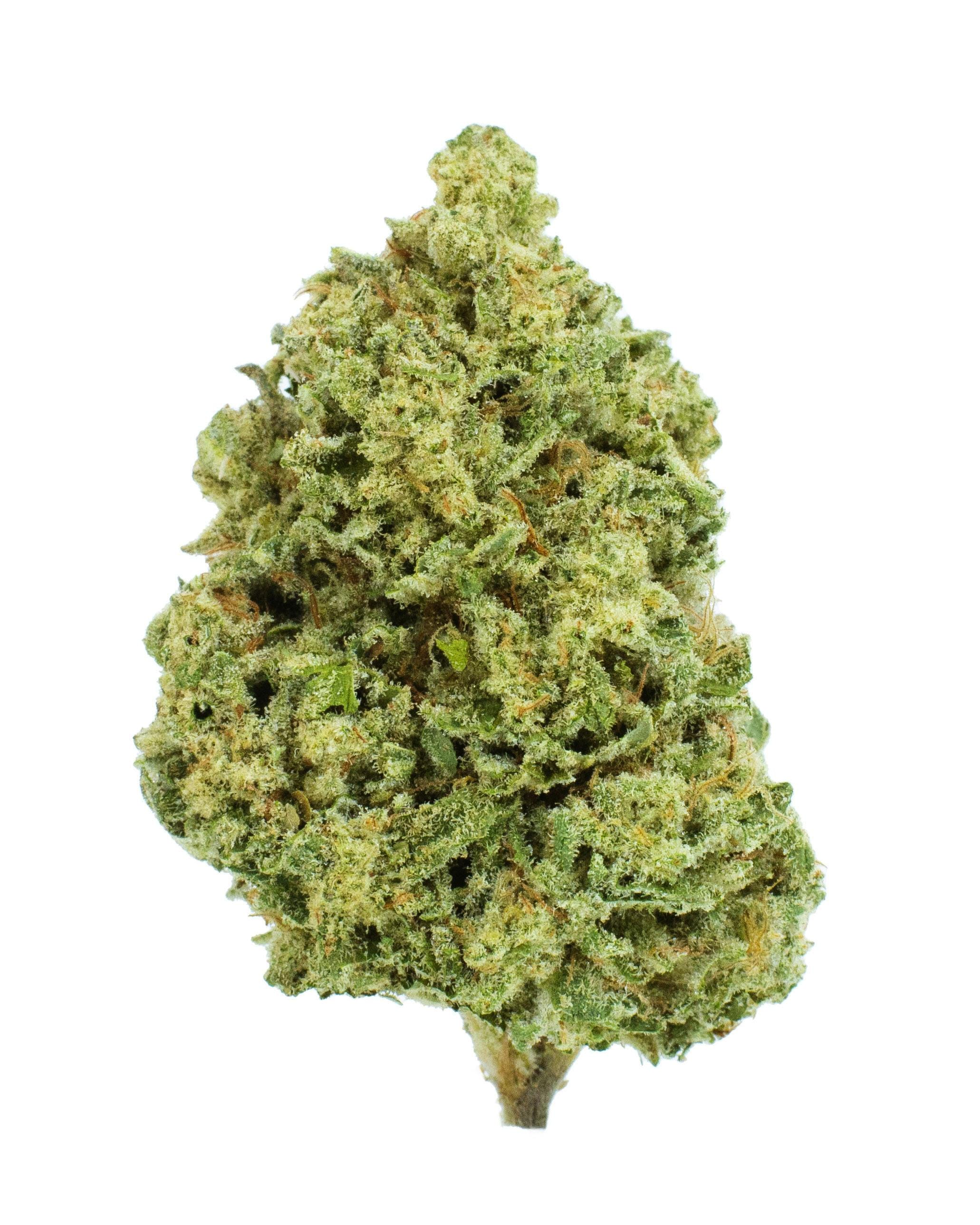 BURRS PLACE: SPLASH - 28G FLOWER |