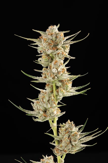 Golden Kiwi | 3.5g