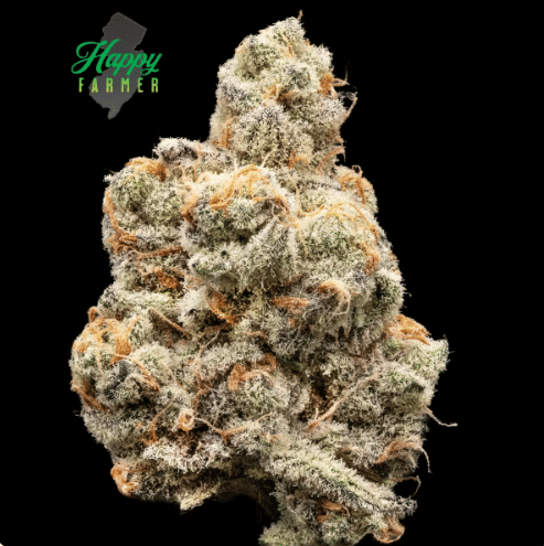 Sugar Cane 3.5g