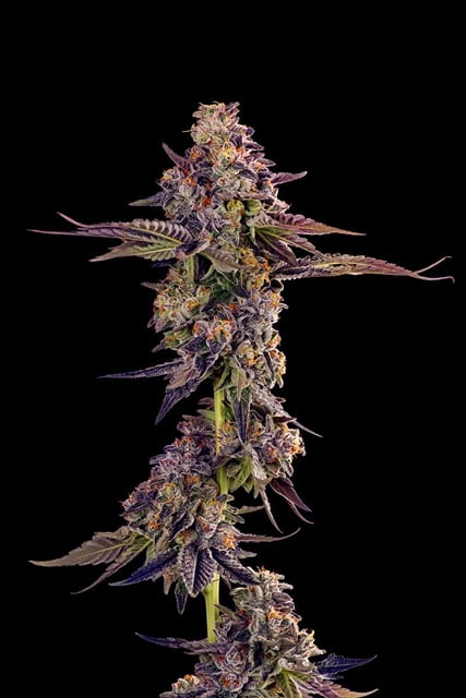 C-Note | 3.5g