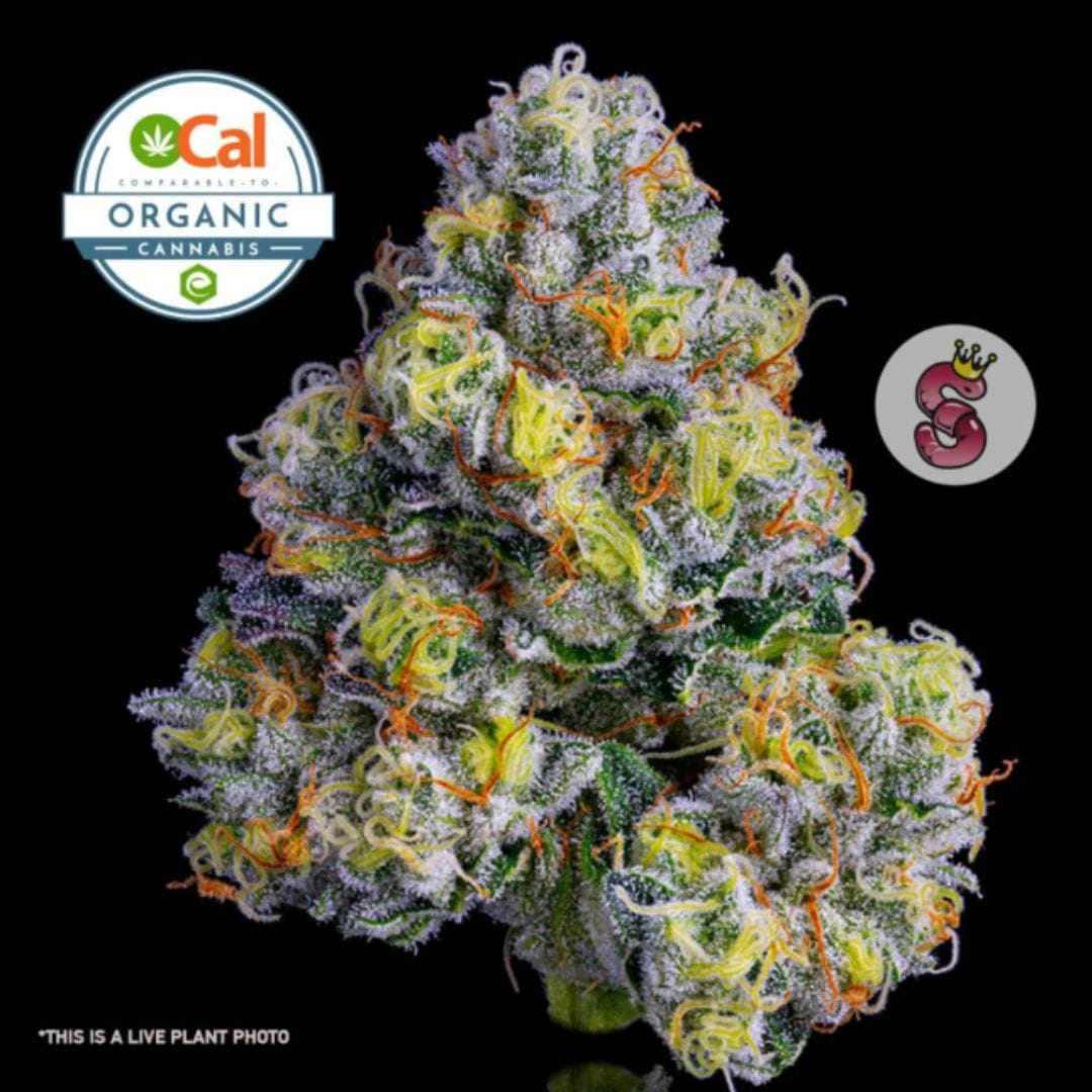 No Till Kings — SFV X Animal Mints