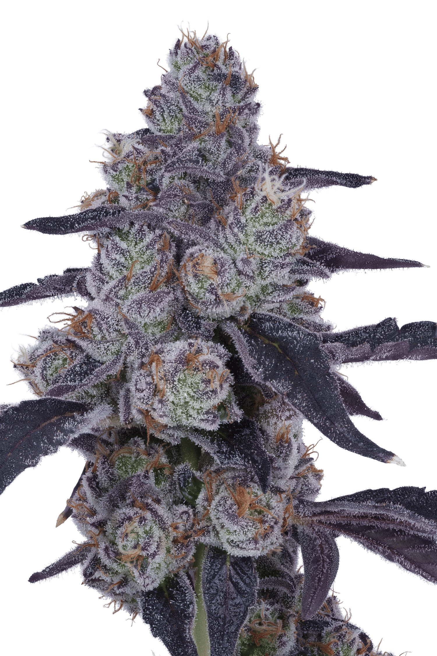 Zero Gravity 3.5g - Lumpy's Flowers -  - $45 - Flower