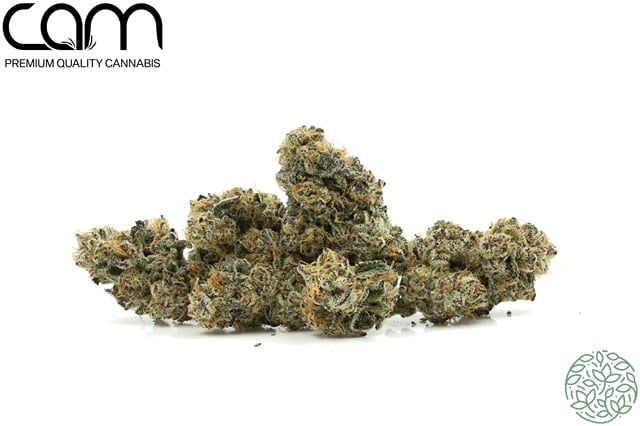 G-Animals | 3.5g